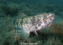 Lizardfish...BHP

Love these guys.

 by Mark Sagovac 